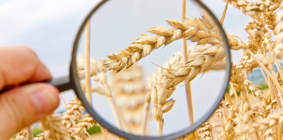 Weizen untersuchen - Wheat control